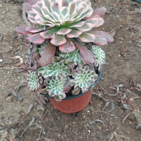 铜壶超白锦多肉3法师多肉