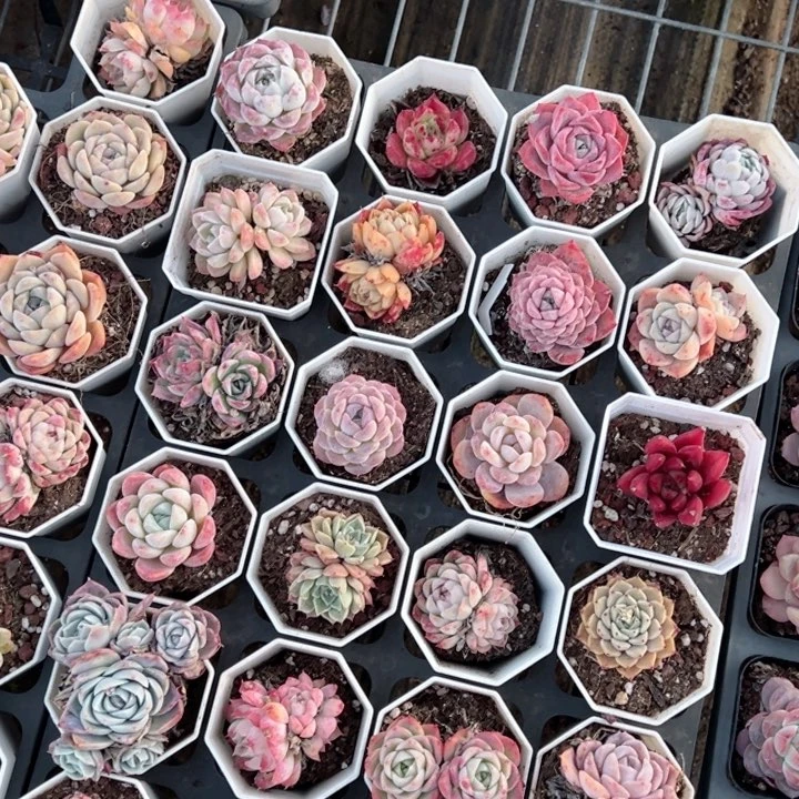 多肉24颗套餐量拍多肉满20包邮