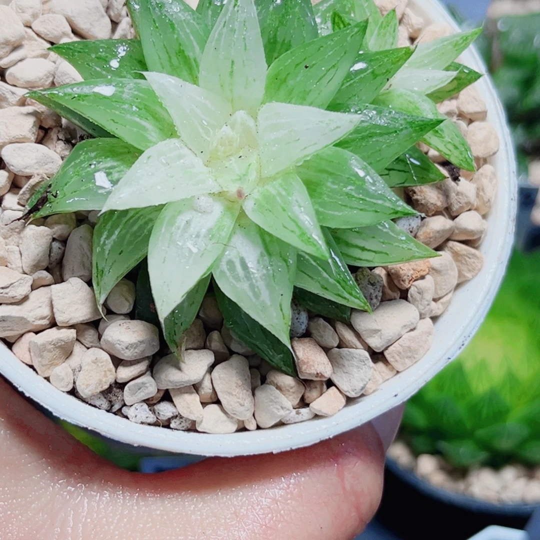 白砂糖锦多肉植物666