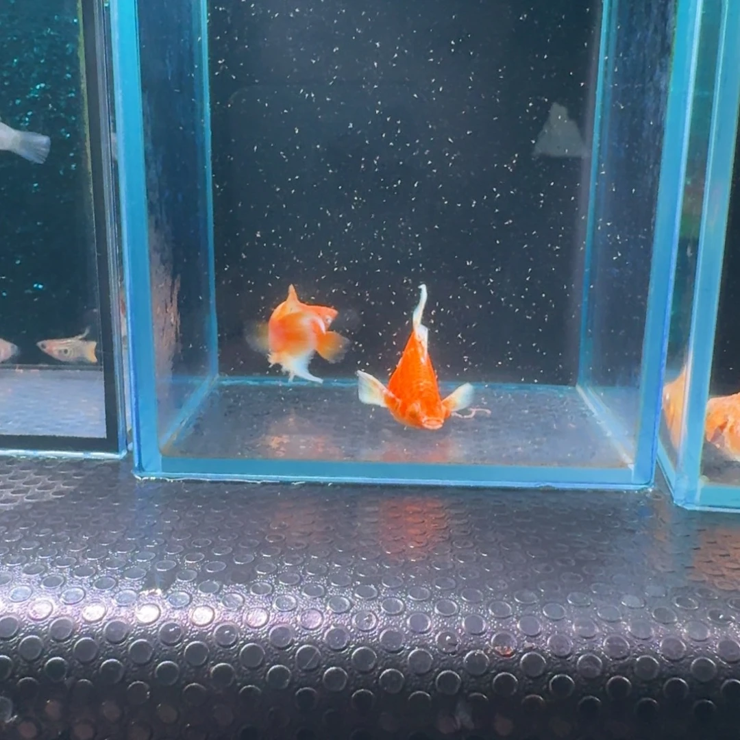 黑玛丽鱼542号玛丽2条