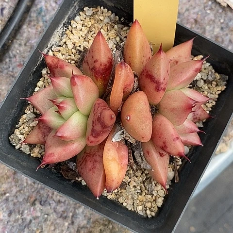 我***~479多肉植物老桩