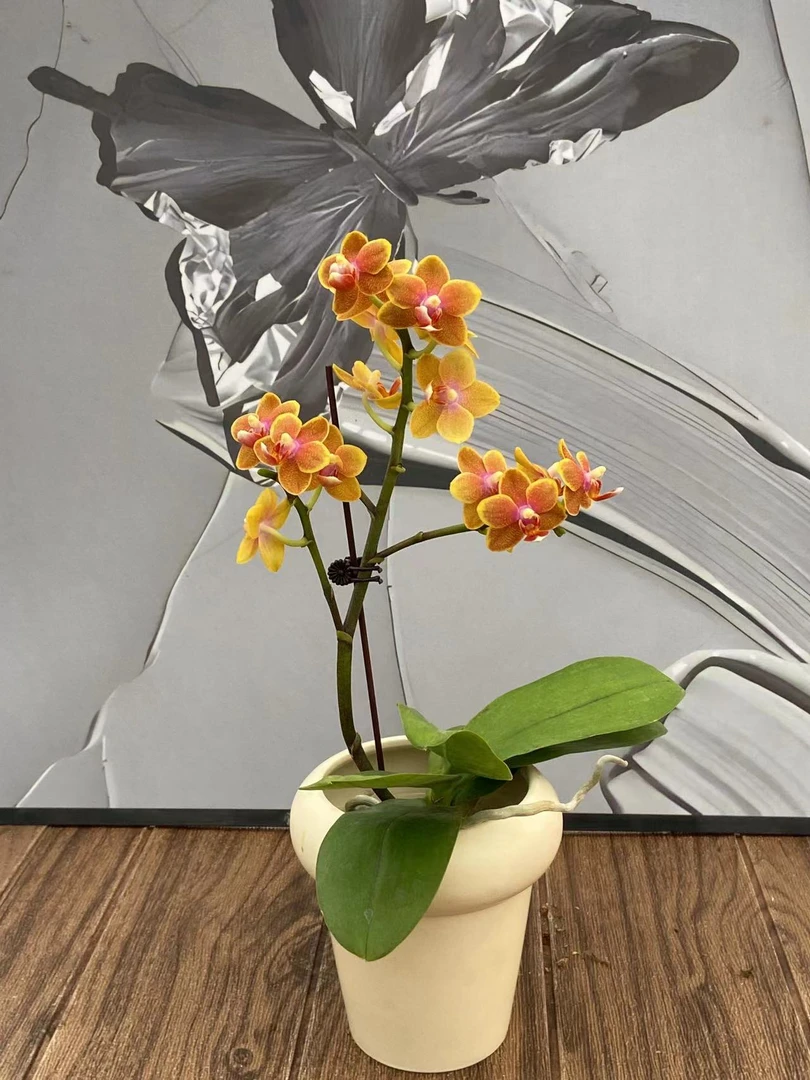 金桃 精品蝴蝶兰 室内精品观赏  真花