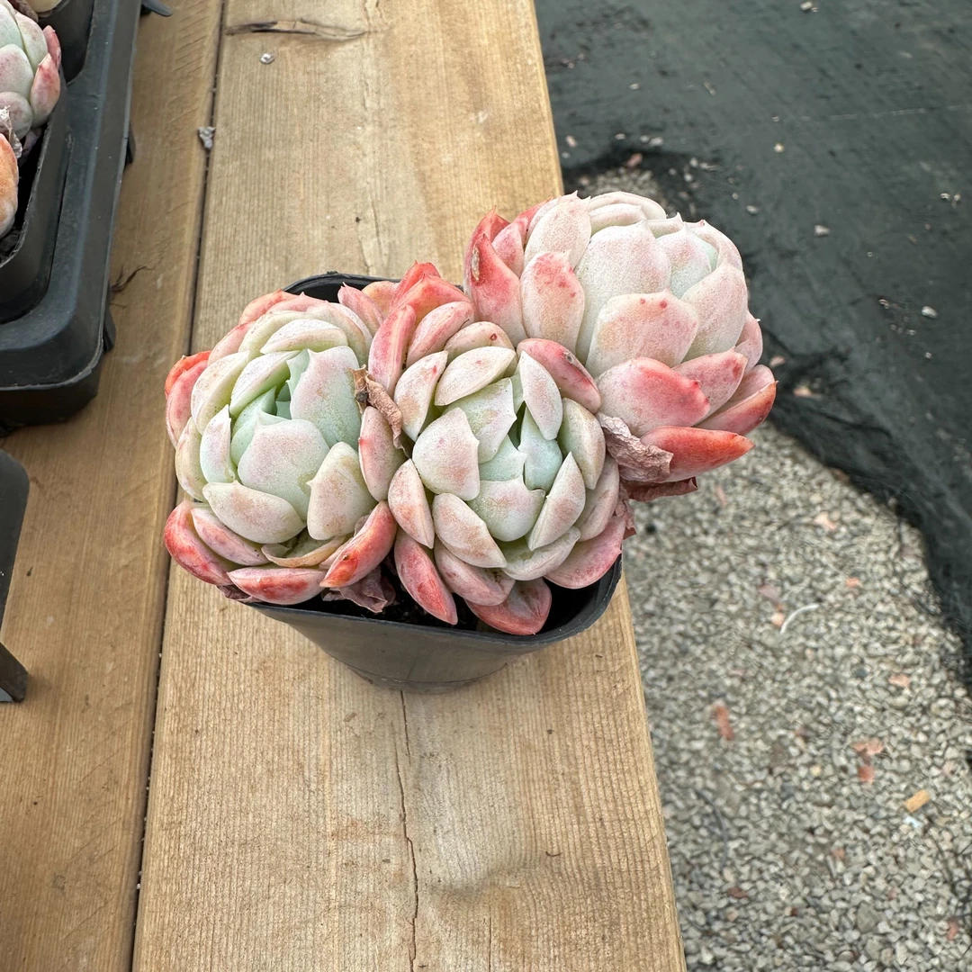 【贝瑞】精品多肉 云南基地直发 精养精控