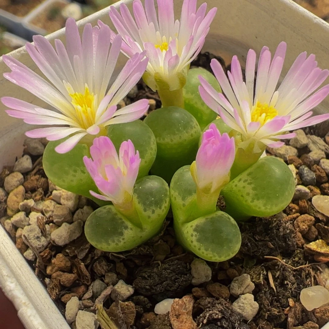 185多肉植物种类和