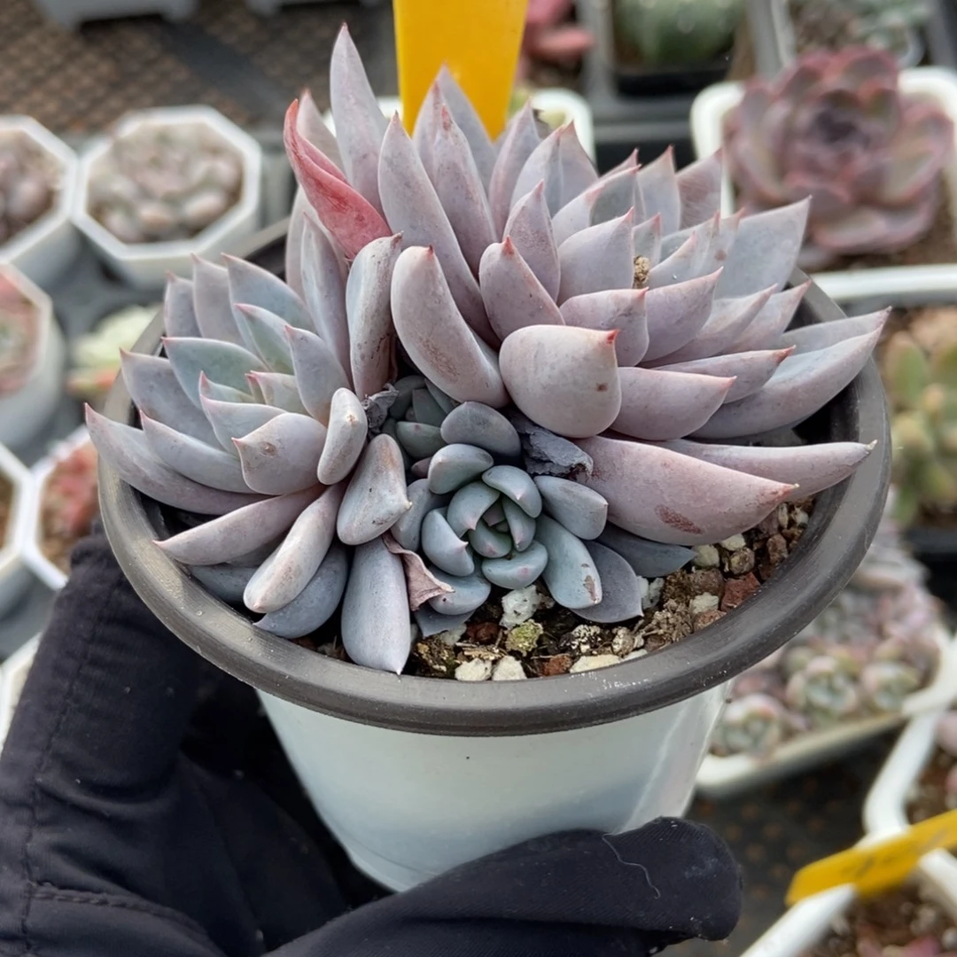 532轻轨多肉植物多肉