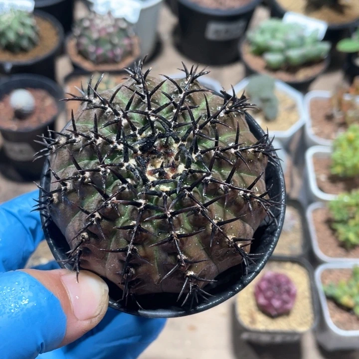 514实生黑刺凤头