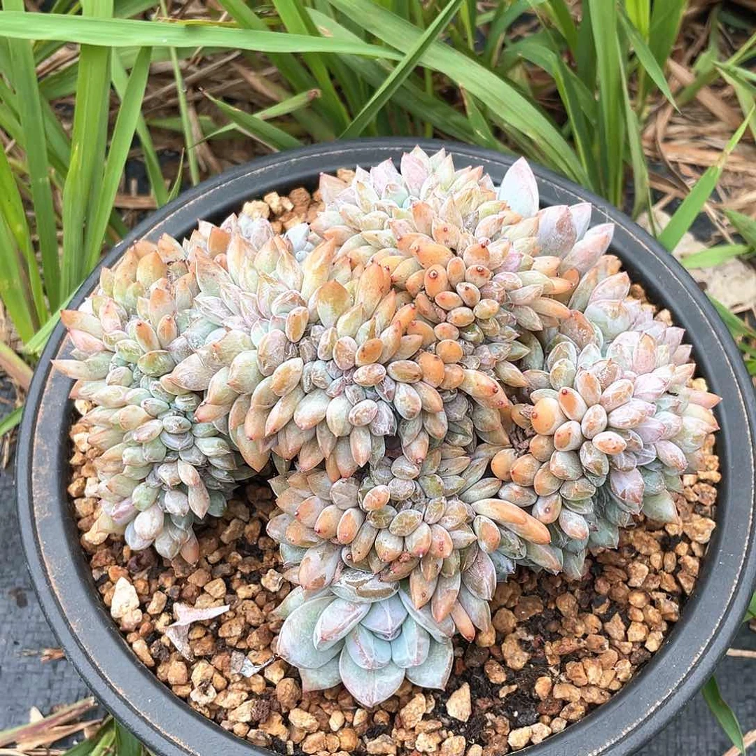 多肉植物多肉植物