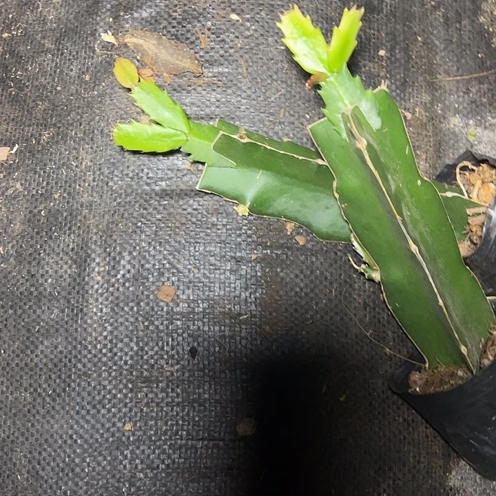 闪耀的火花嫁接小苗带盆发货一颗16.8