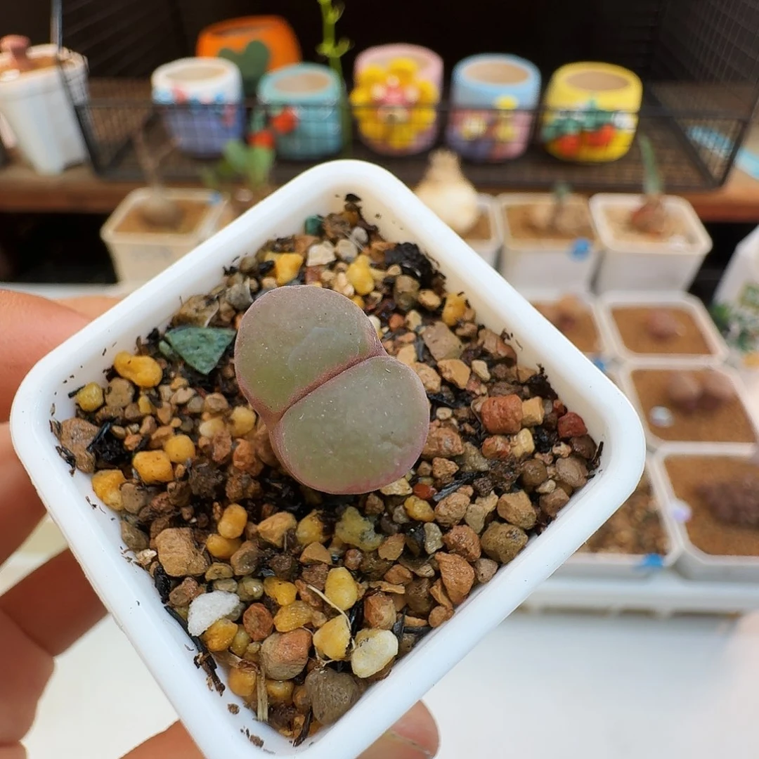 多肉植物福利肉锥紫罗兰风铃758