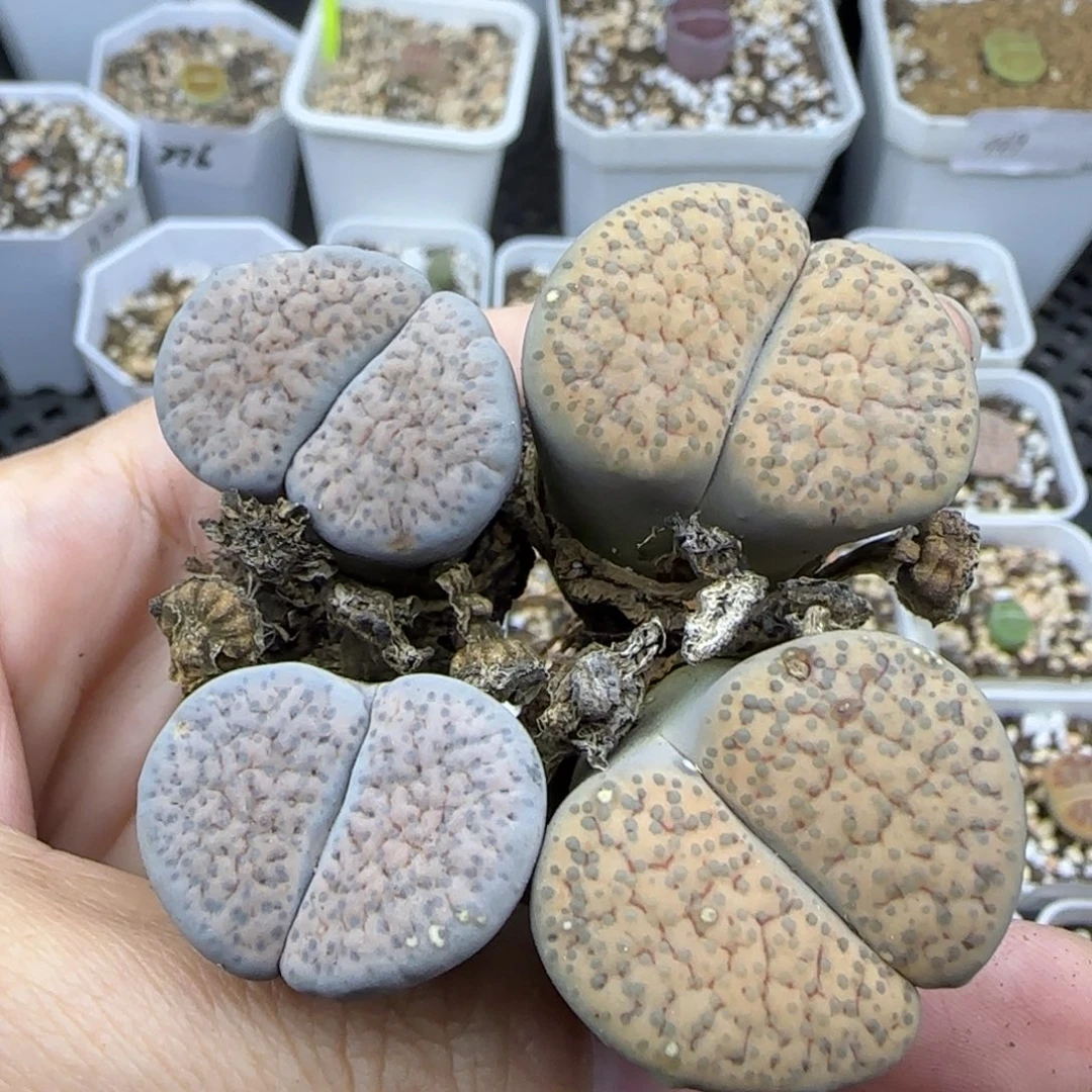 471血丝气泡微纹有疤点特