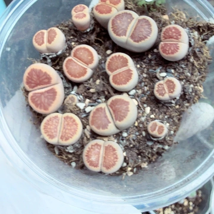 哈哈笑不出眼泪哈喽小女孩219不