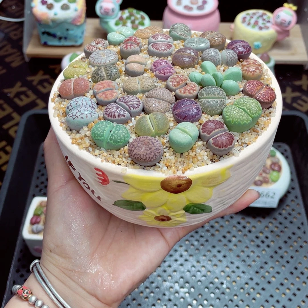 w6665 带盆土发货一物一拍
