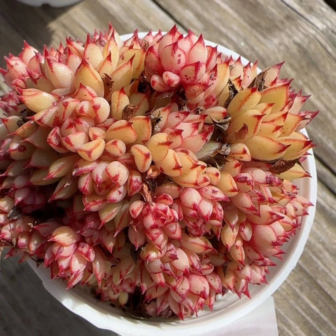 花语逸镜0130-508