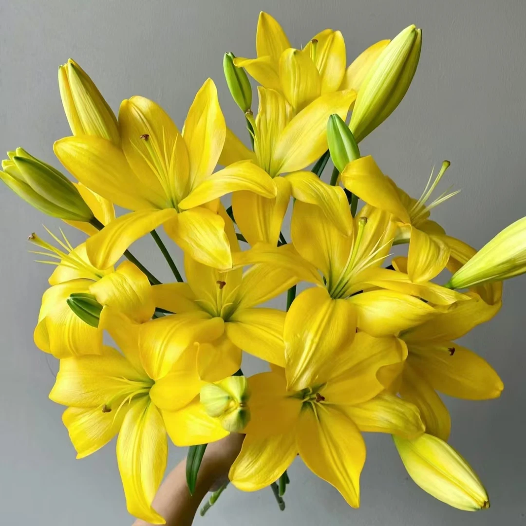 【黄钻AK】亚百合 无香型 基地直发 | 全场鲜花任意两单包邮