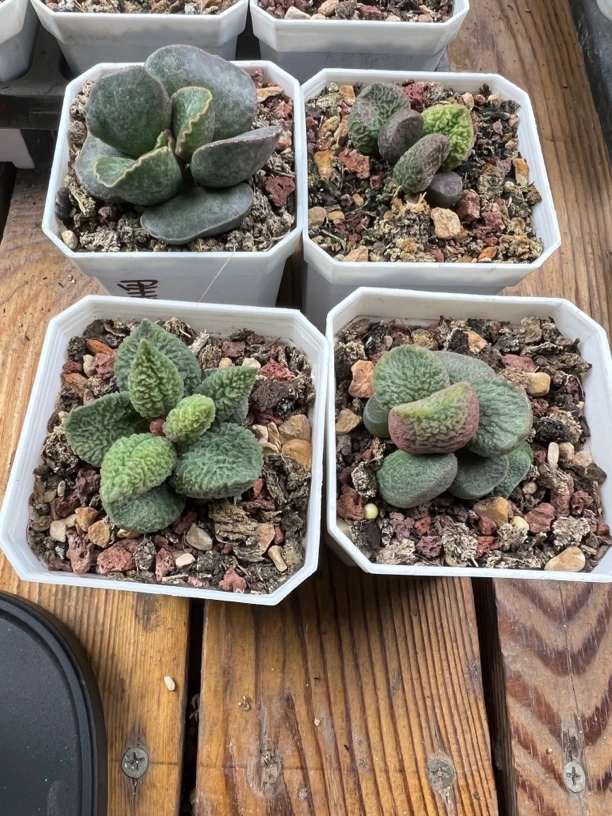 墨墨水泡多肉植物