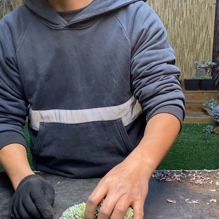 末***末381号白胖子多肉植物