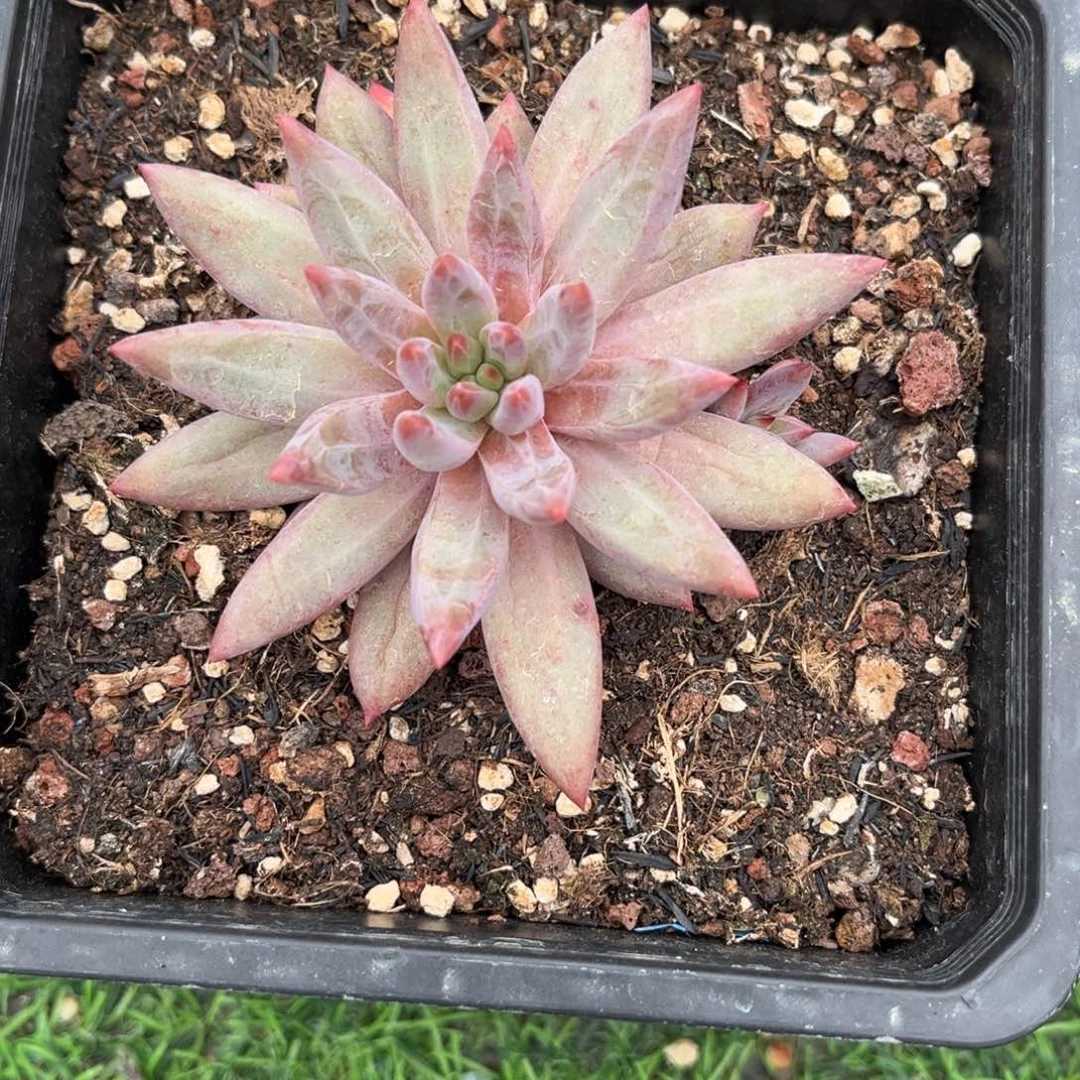 旁***白多肉植物虞美人多肉