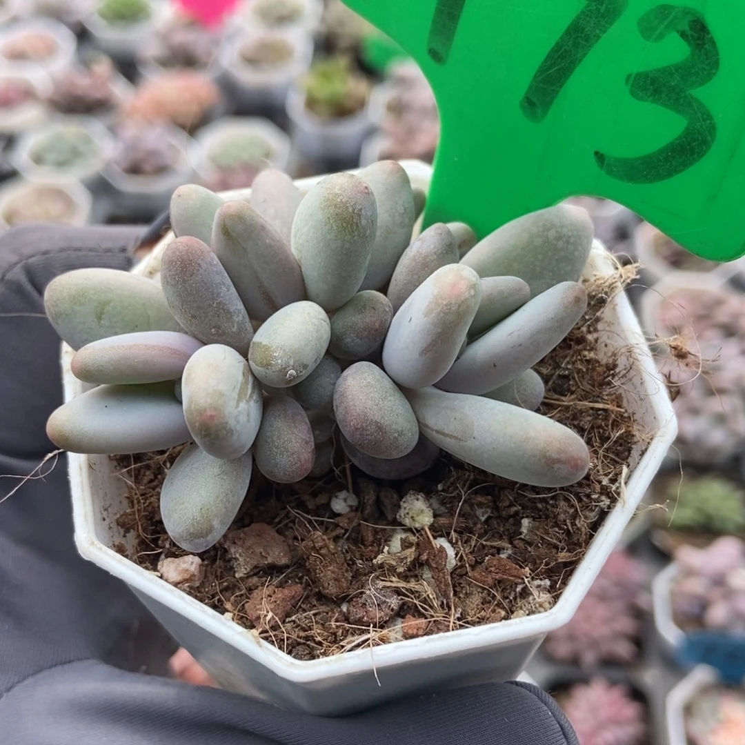 773白兰地多肉植物