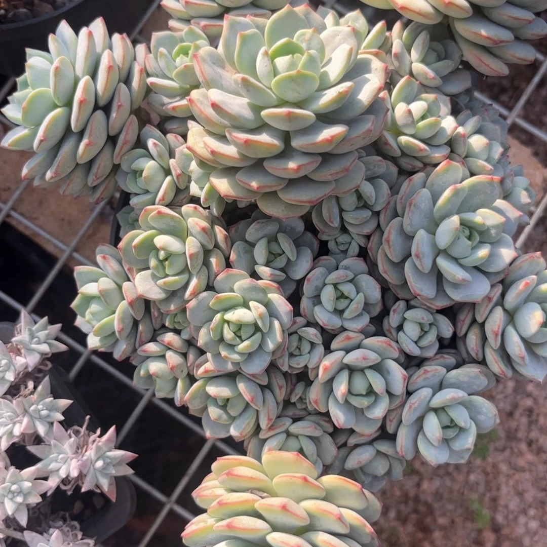 新疆西藏内蒙不包邮，香草