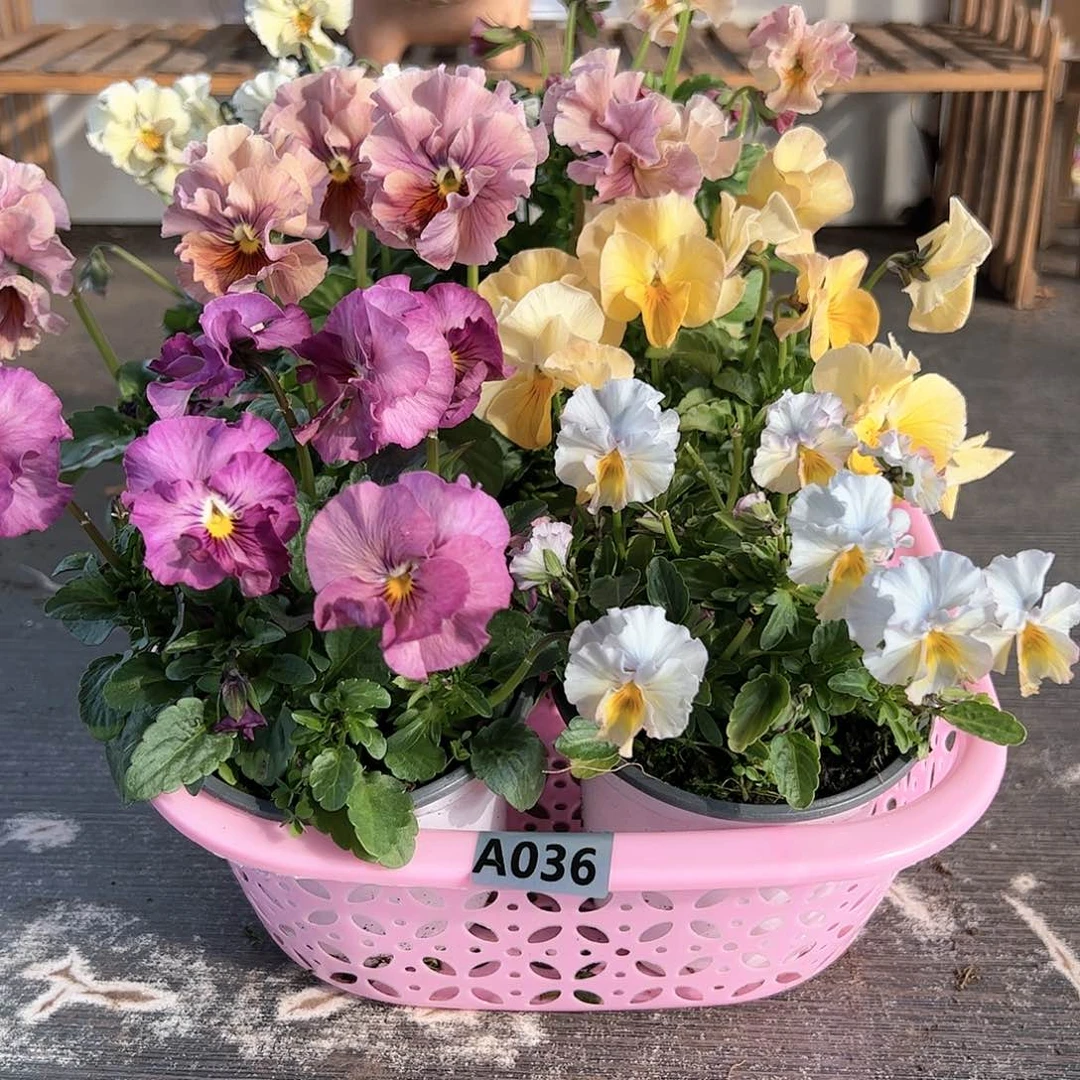 【闪购商品】036号