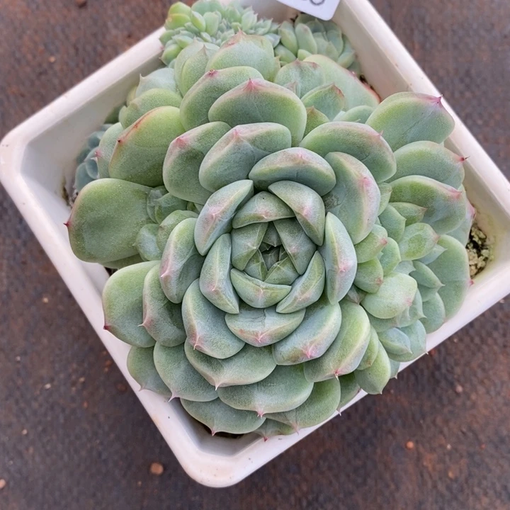 不***°8669散群不售后，10厘米