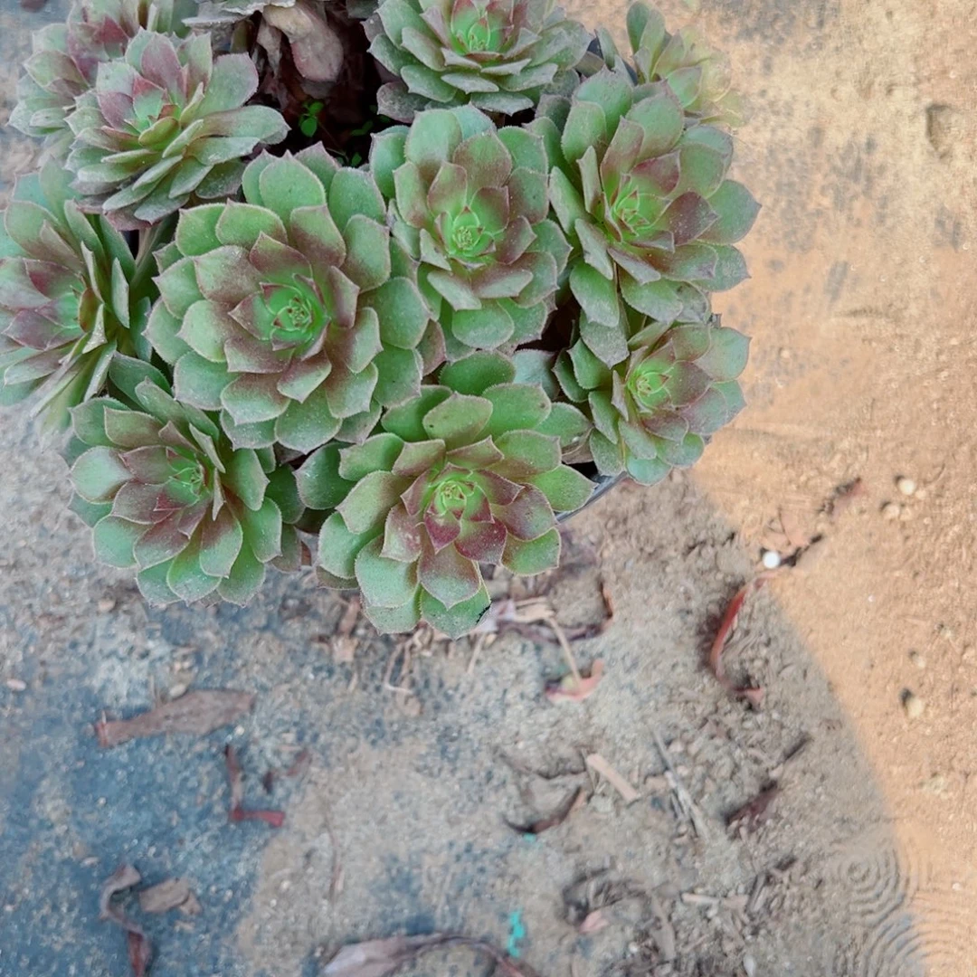 萍***姐518桃花石多肉植物法师