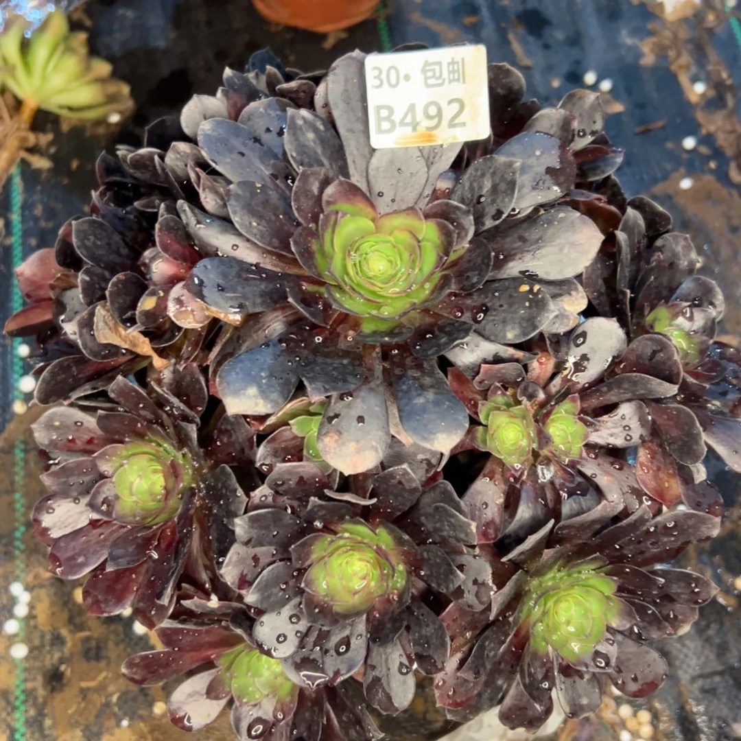 492赤艳连多肉法师鲜花