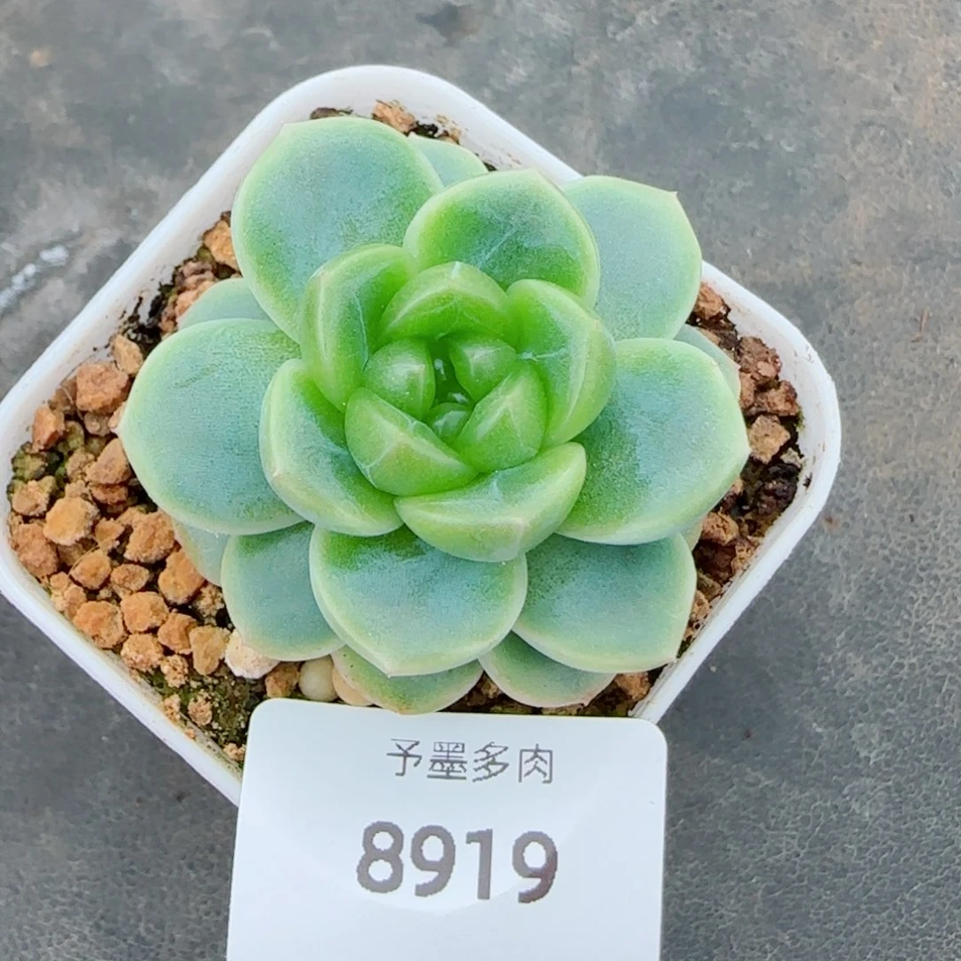 绿体财富密码,8919多肉植物