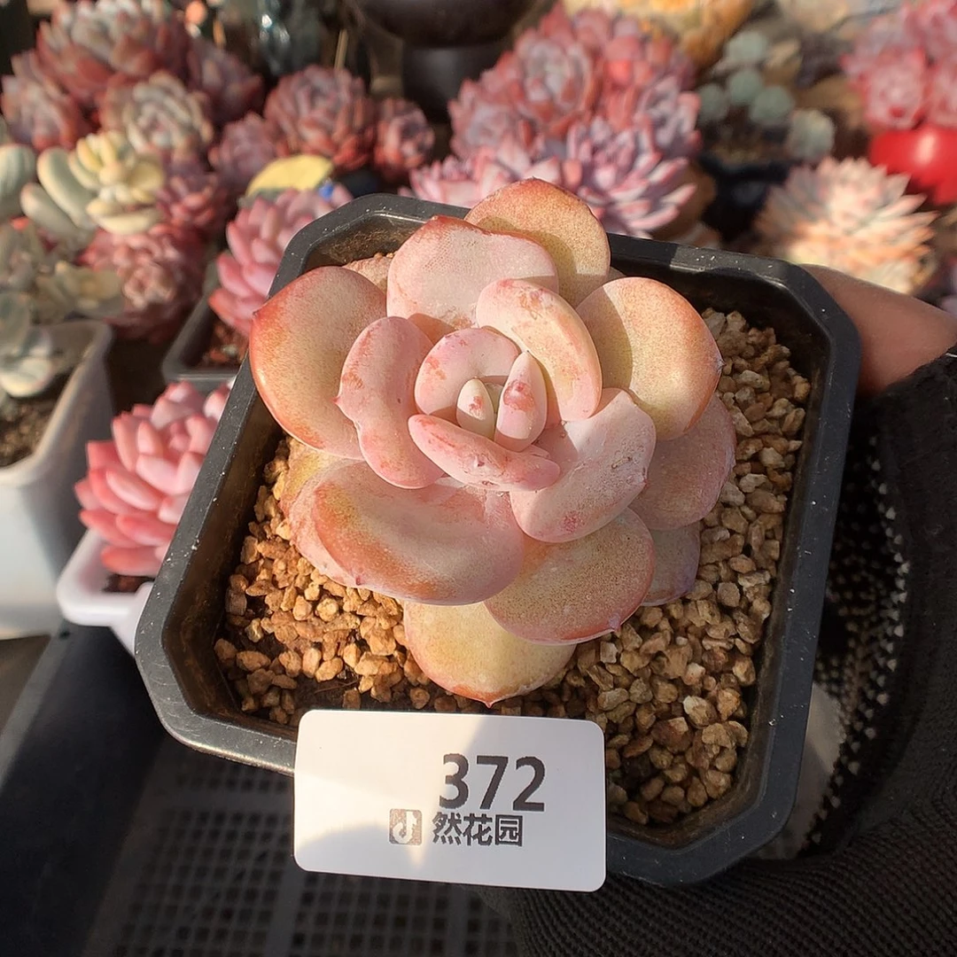 372奶茶多肉植物6666