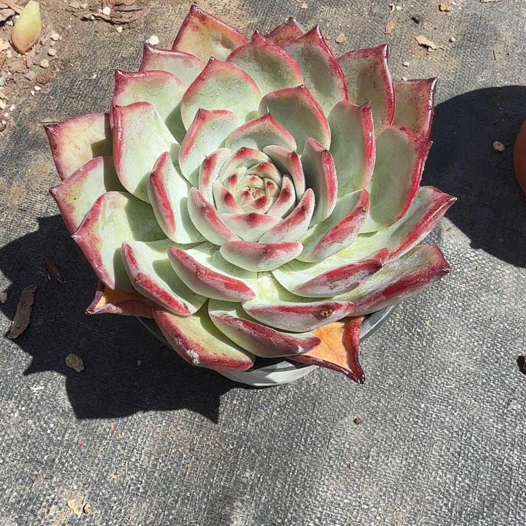 红拉糖多肉植物精品
