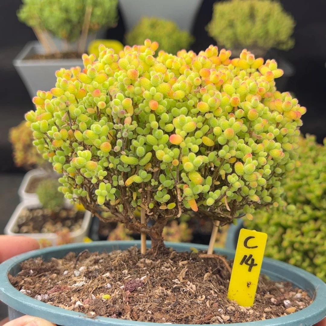 雨****)金桔带盆带土发货