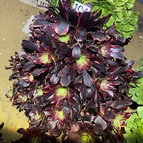 多肉植物法师104欧嘉莉