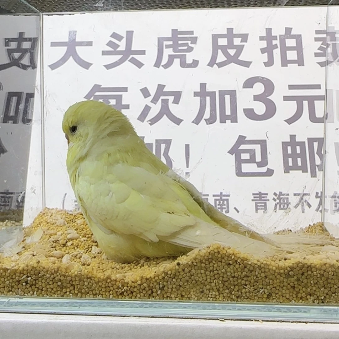 虎皮鹦鹉大头鹦鹉