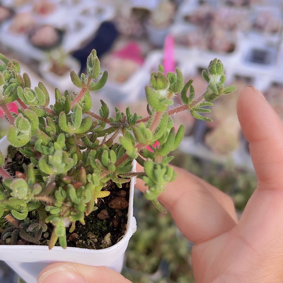 狐狸枝干19包邮多肉