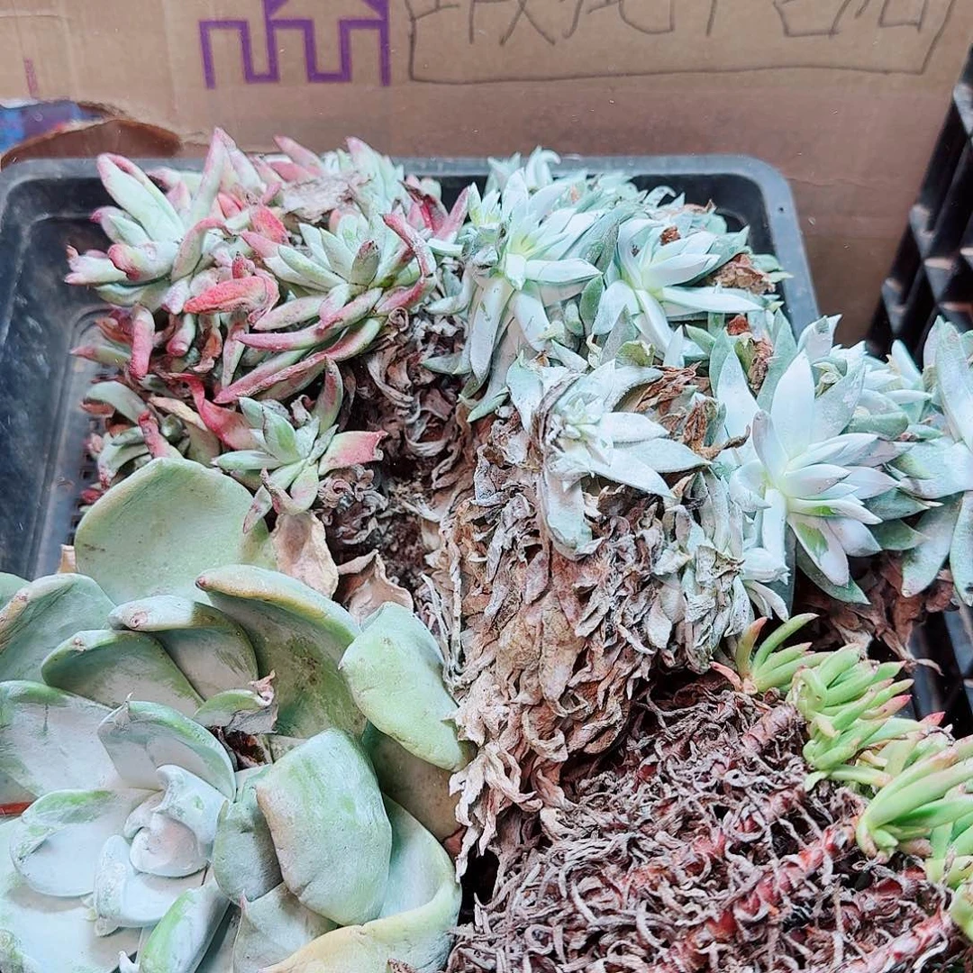 6372瑕疵框拍不售后