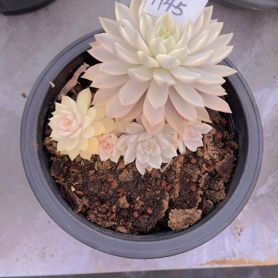 蜻***水1745血月锦多肉植物
