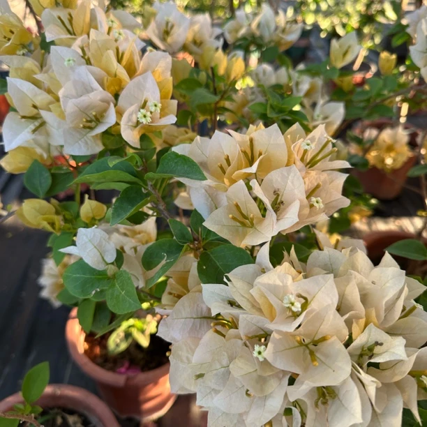 【新疆包邮】苏瓦纳三角梅