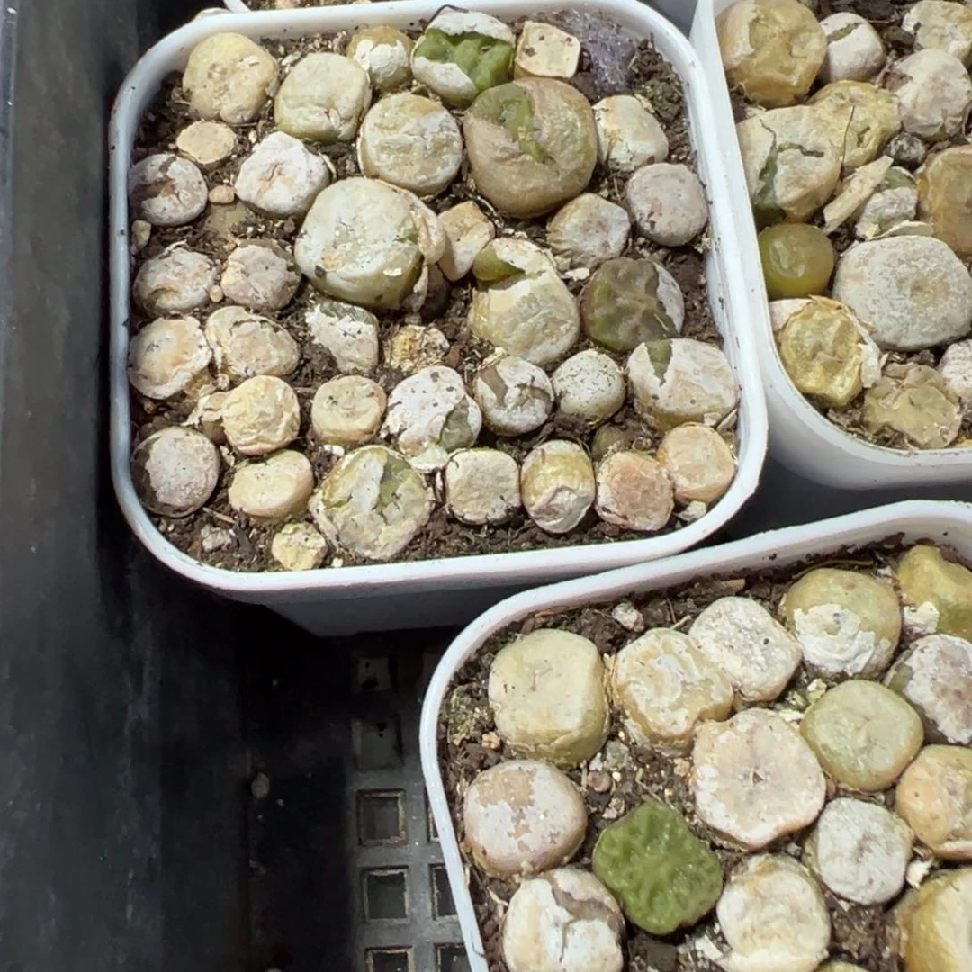 量拍烧麦一盆，带盆发