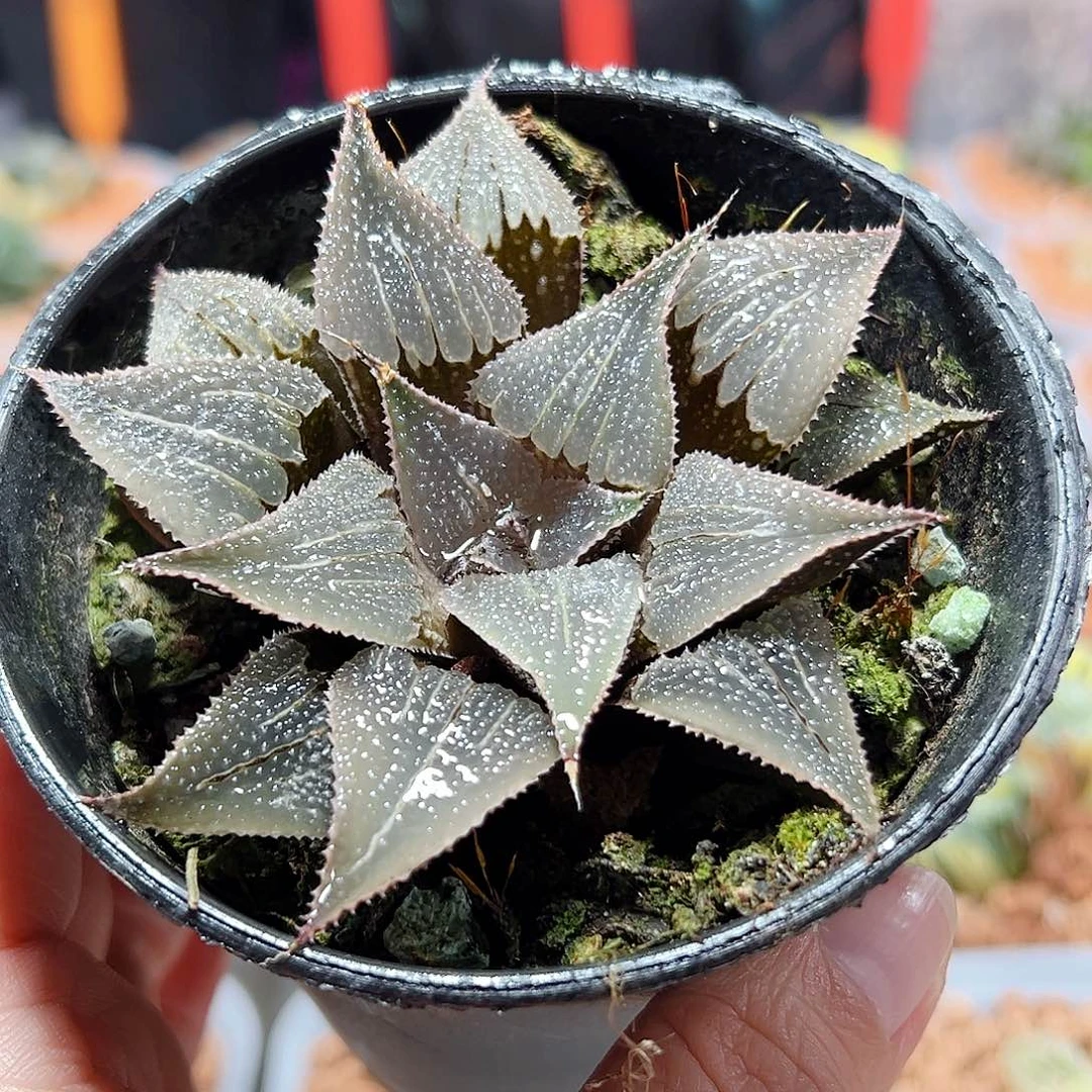 十二卷多肉舞藏1