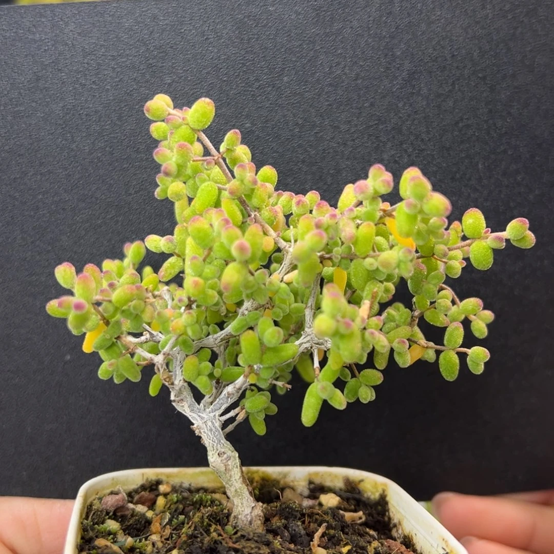 dy5465糖球白糊斑锦冠幅7.5cm