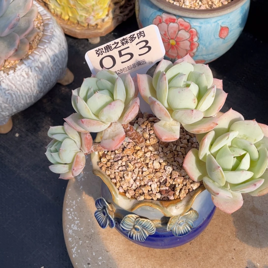 弥鹿之森多肉0053