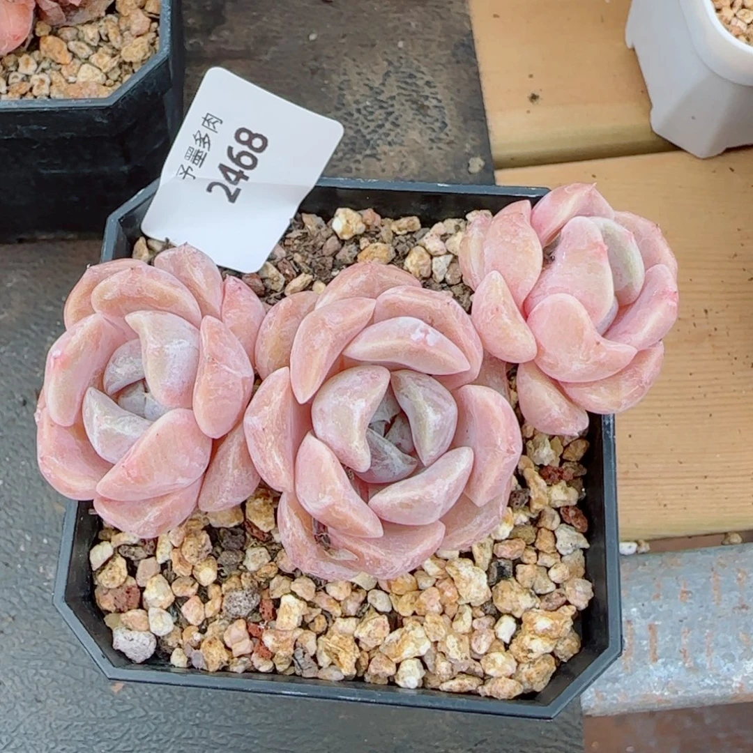 汉堡无砍，2468多肉植物