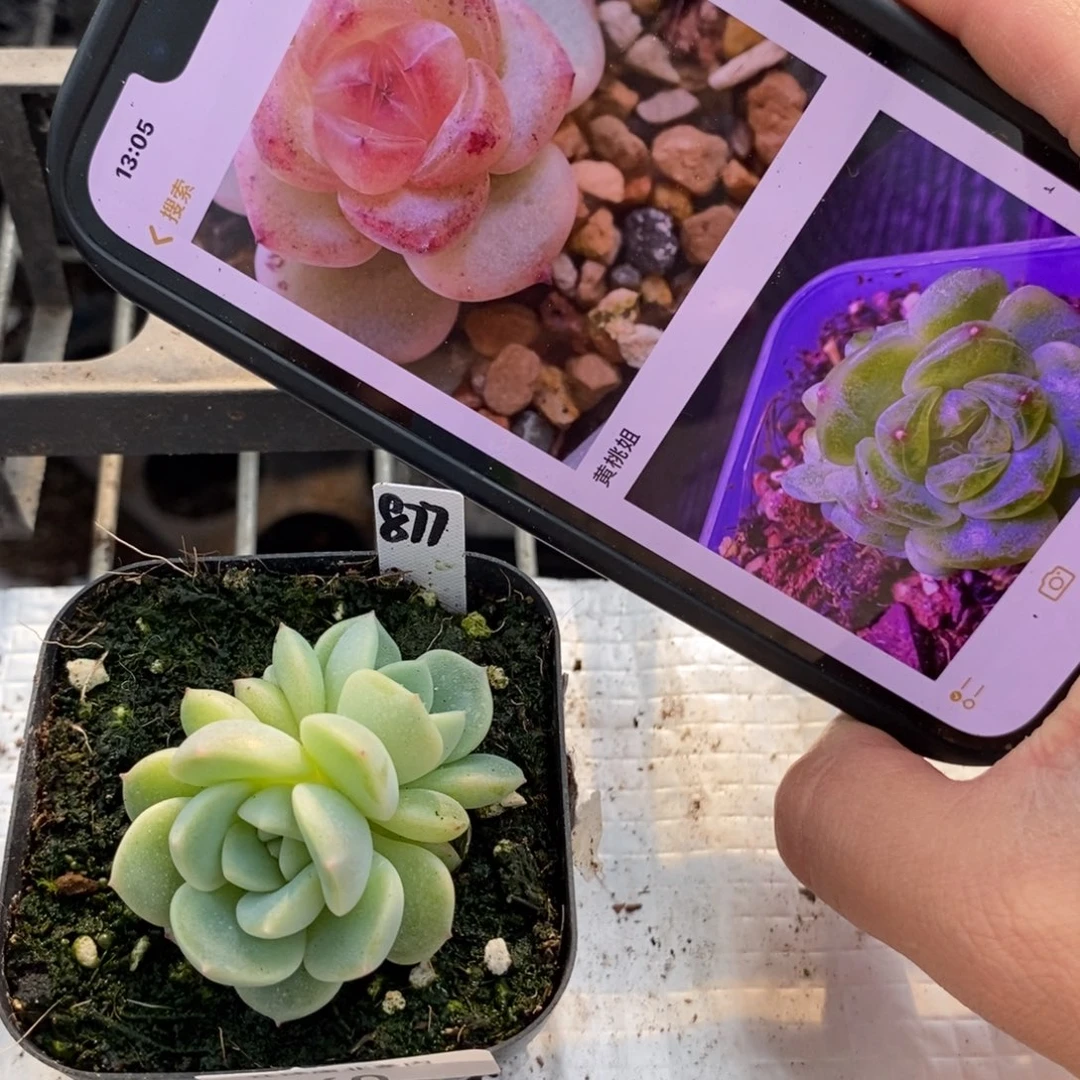 标签160甜心877一个多肉