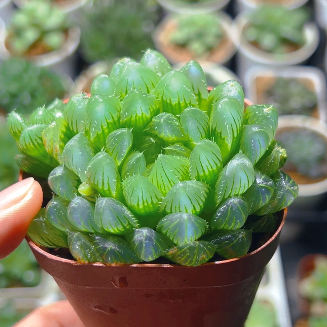 冰川玉露多肉多肉多肉