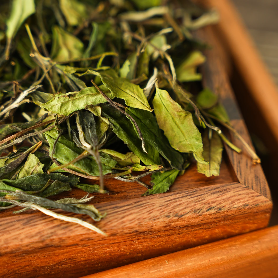 2024年正宗福鼎高山特级荒野贡眉白茶500g