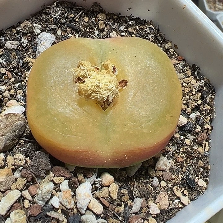 129号毛汗尼多肉植物