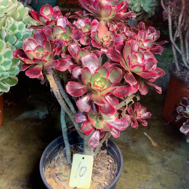 10丽娜多肉一物一拍