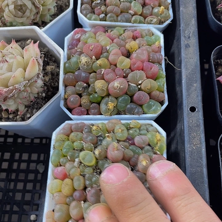 7方满盆毛汗泥带盆土发