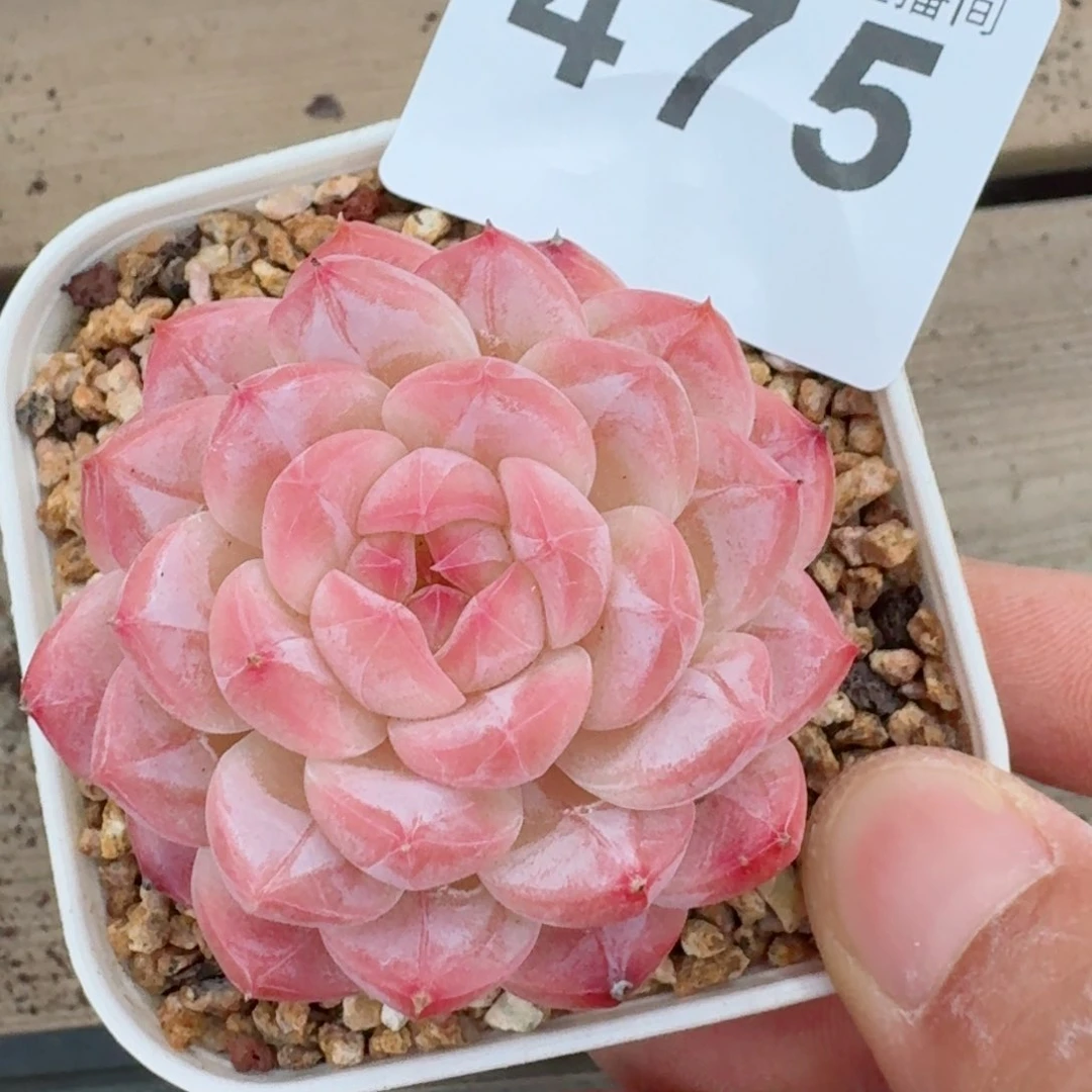 美心         精品多肉