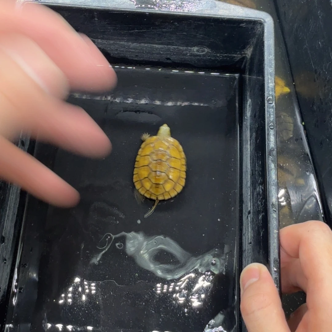 不分公母宠物龟小青